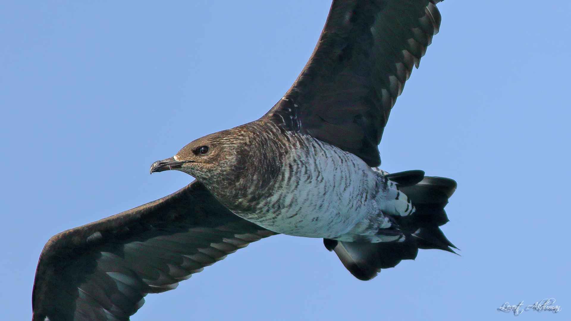 Parasitic Jaeger